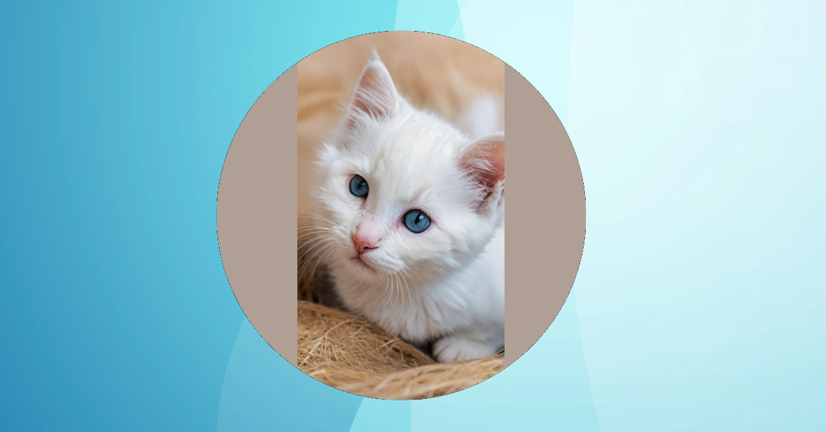 Transform Your Screen with These 11 Adorable Kitten Wallpapers